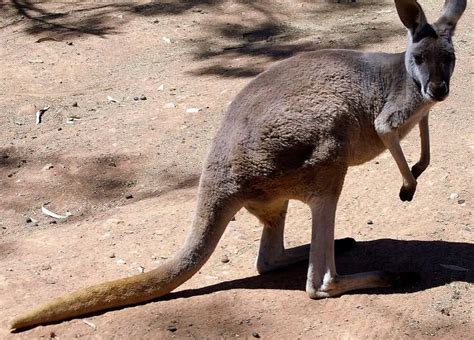 naked tails|15 Types of Animals With Long Tails (With Pics) .